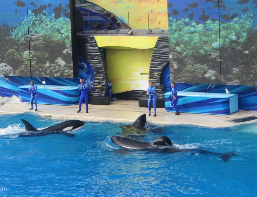 SeaWorld, Turismo com animais, Turismo, San Diego