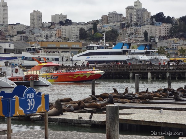 O que fazer em São Francisco: Pier 39